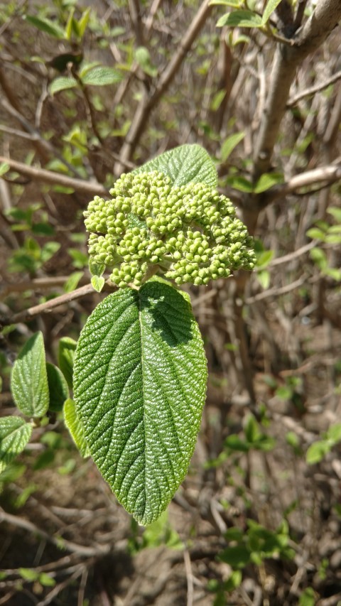 Viburnum x rhytidophyllum plantplacesimage20170414_113820.jpg