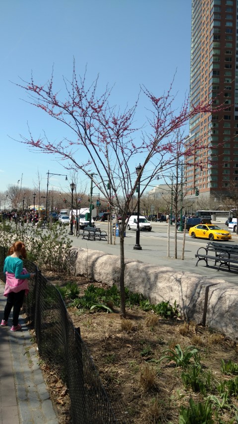 Cercis canadensis plantplacesimage20170414_132604.jpg