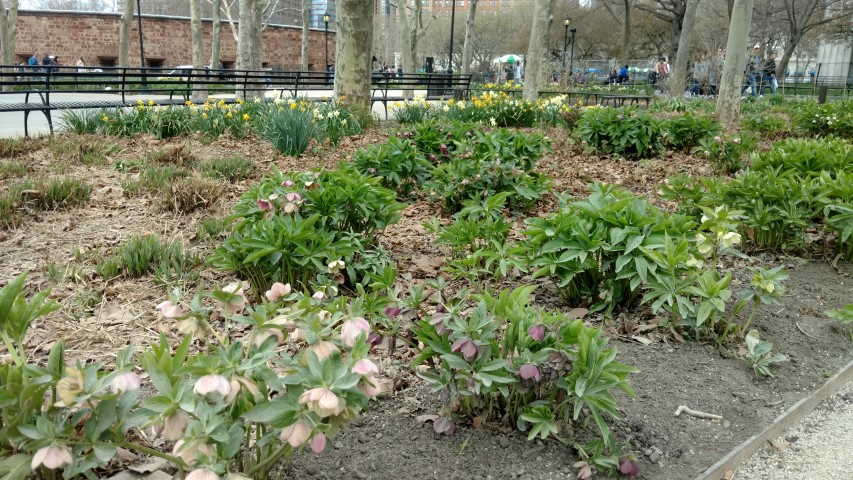 Helleborus orientalis plantplacesimage20170415_150531.jpg