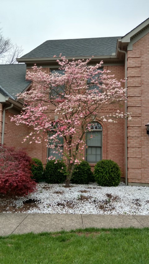 Cornus florida var. rubra plantplacesimage20170417_150233.jpg