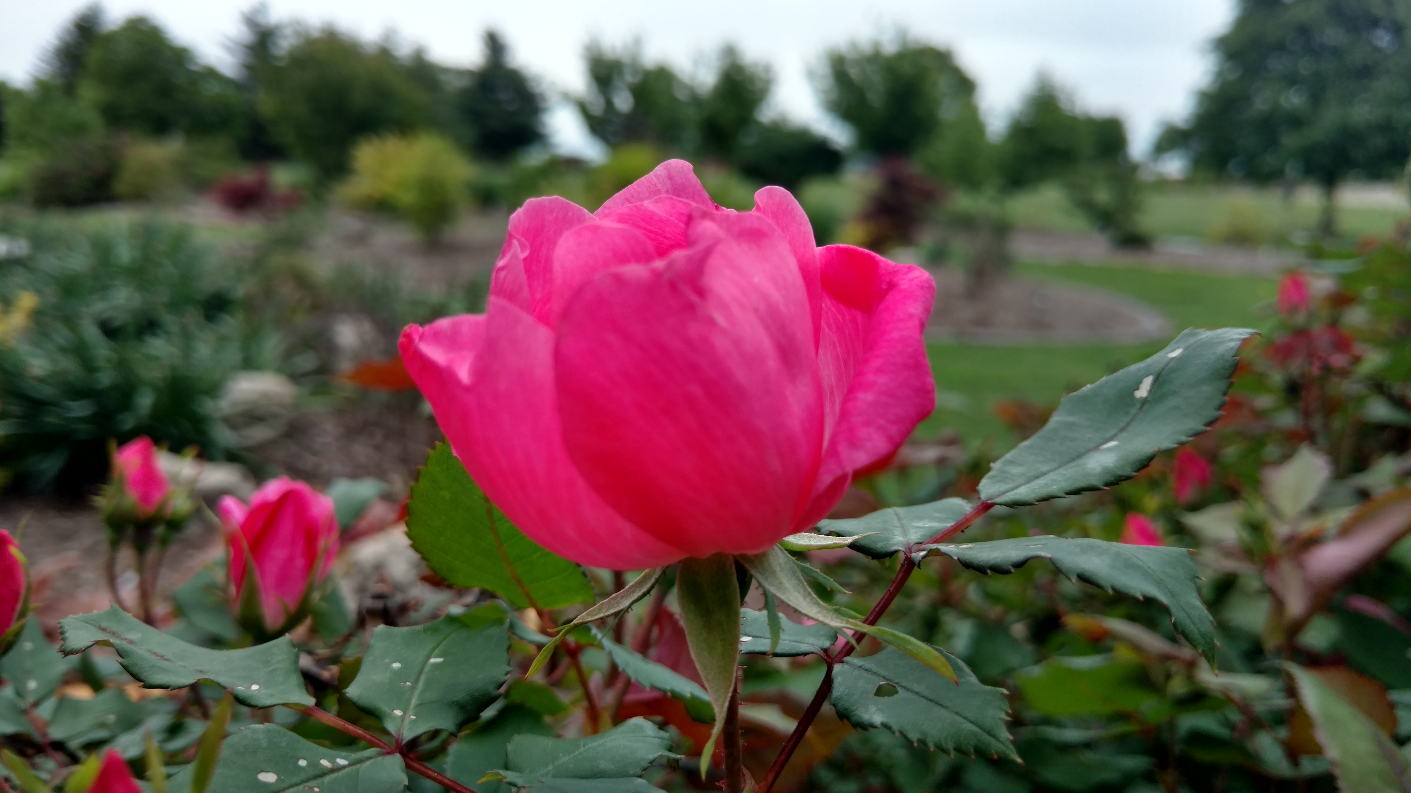 Rosa spp. plantplacesimage20170427_175923.jpg