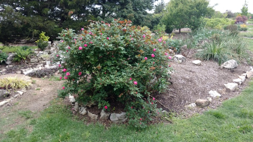 Rosa spp. plantplacesimage20170427_175954.jpg