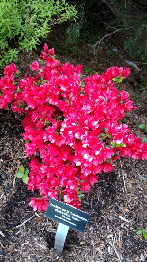 Rhododendron  plantplacesimage20170427_180134.jpg