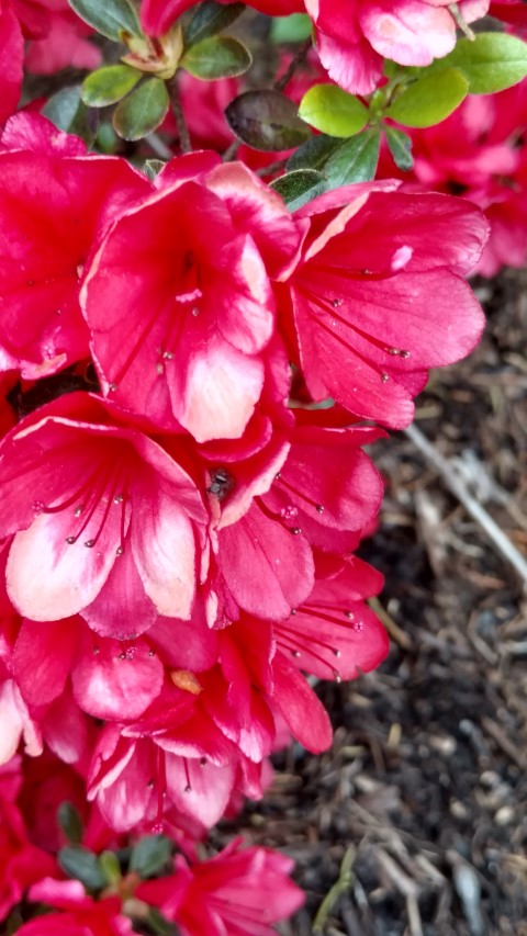 Rhododendron  plantplacesimage20170427_180154.jpg