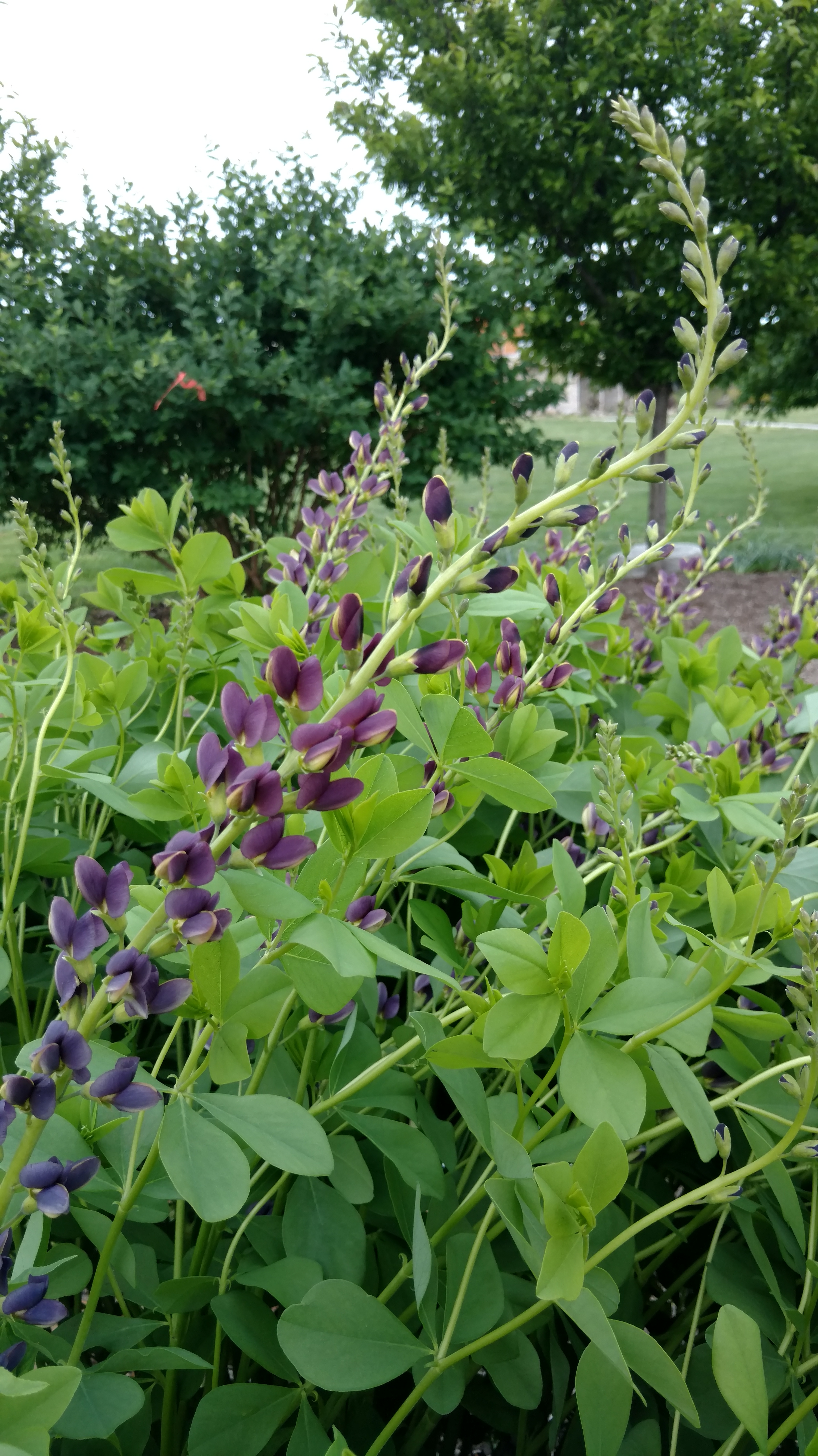 Baptisia  plantplacesimage20170427_180834.jpg