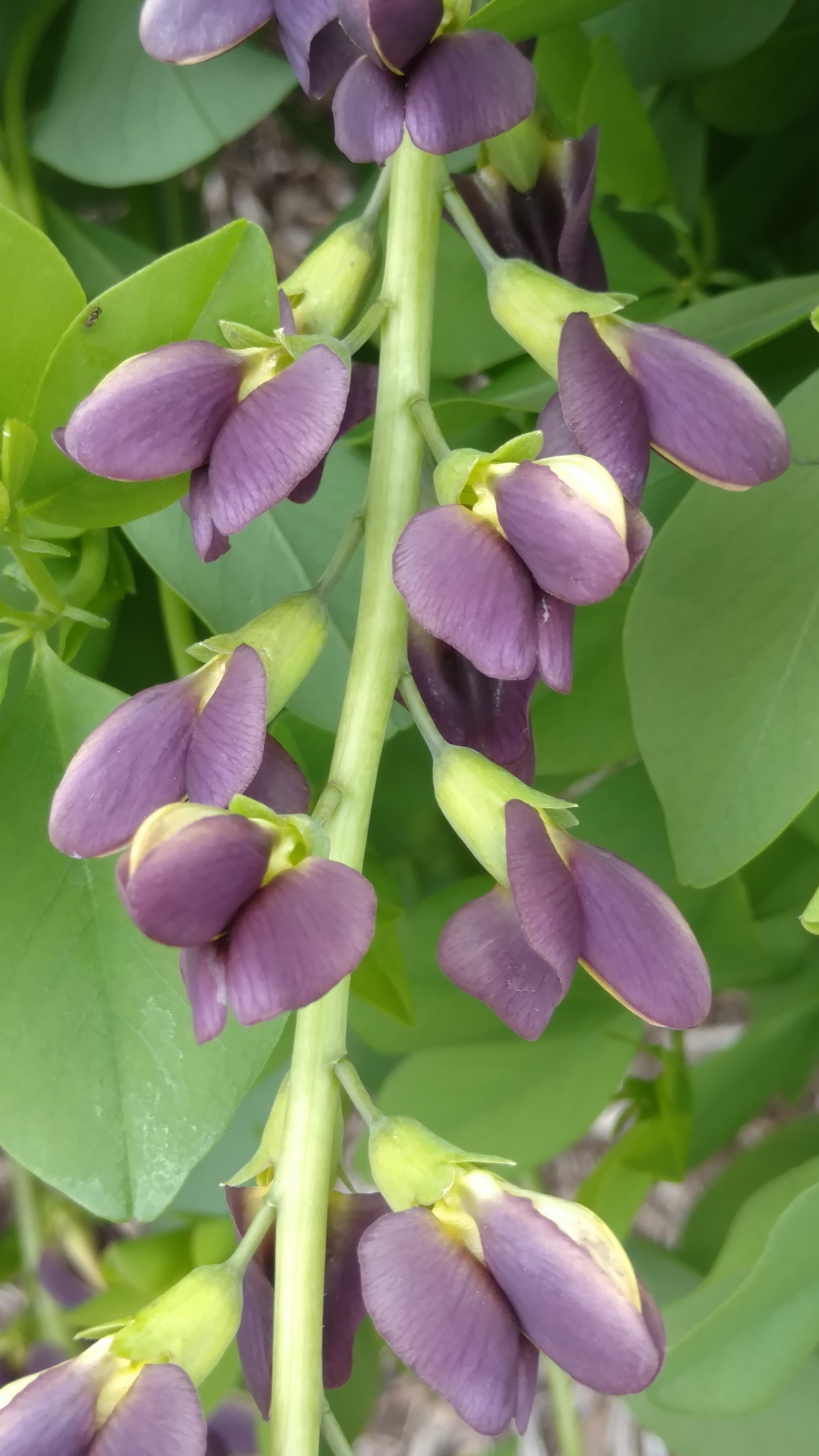 Baptisia  plantplacesimage20170427_180849.jpg