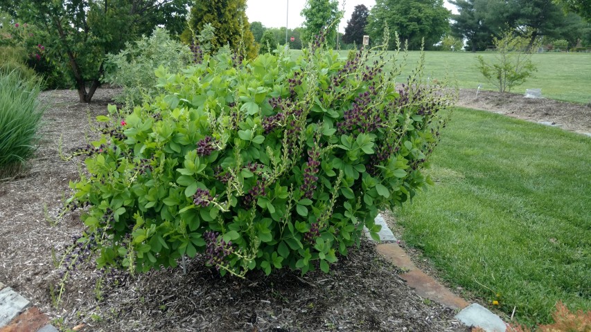 Baptisia  plantplacesimage20170427_180903.jpg