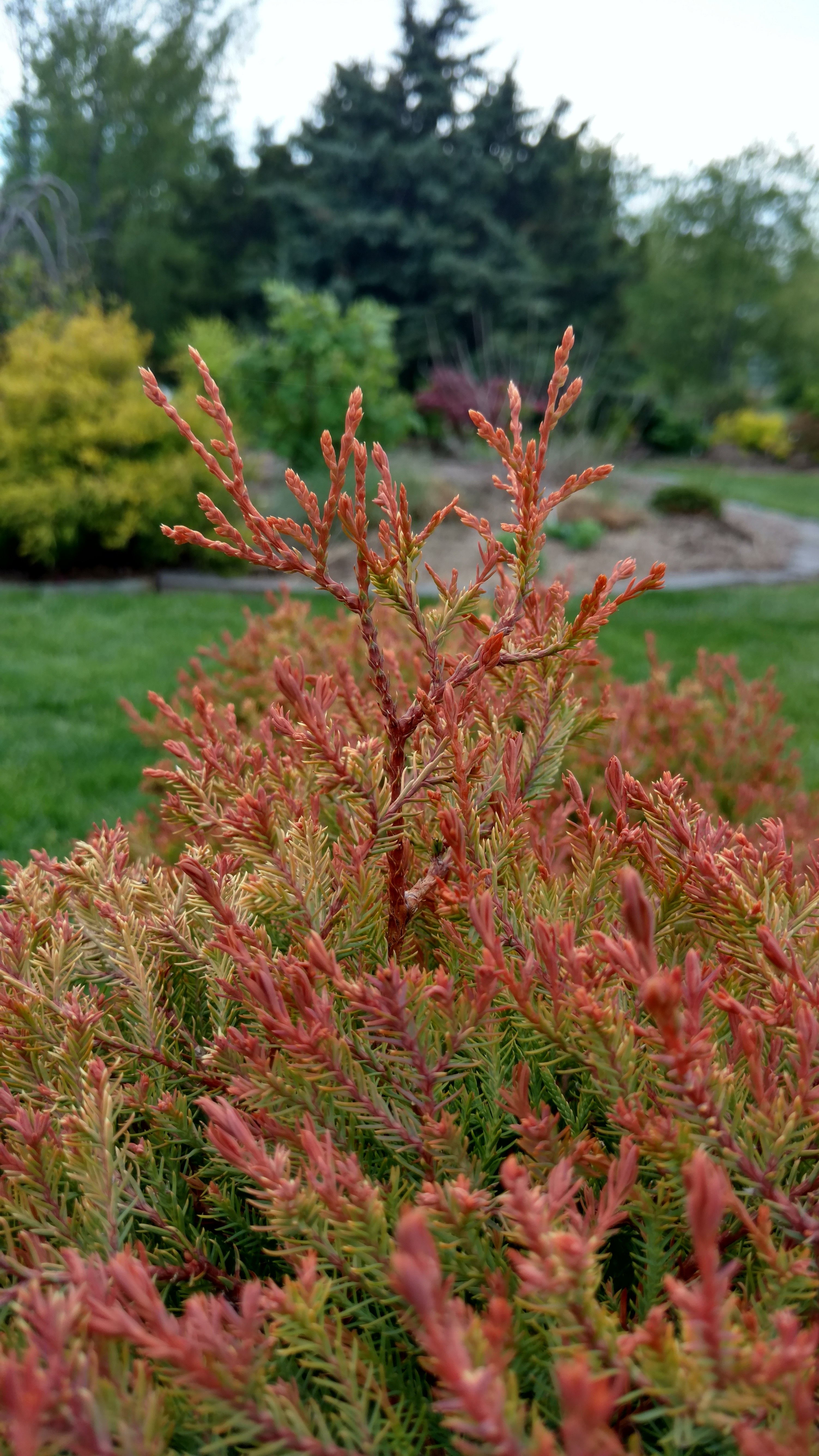 Thuja occidentalis plantplacesimage20170427_181124.jpg