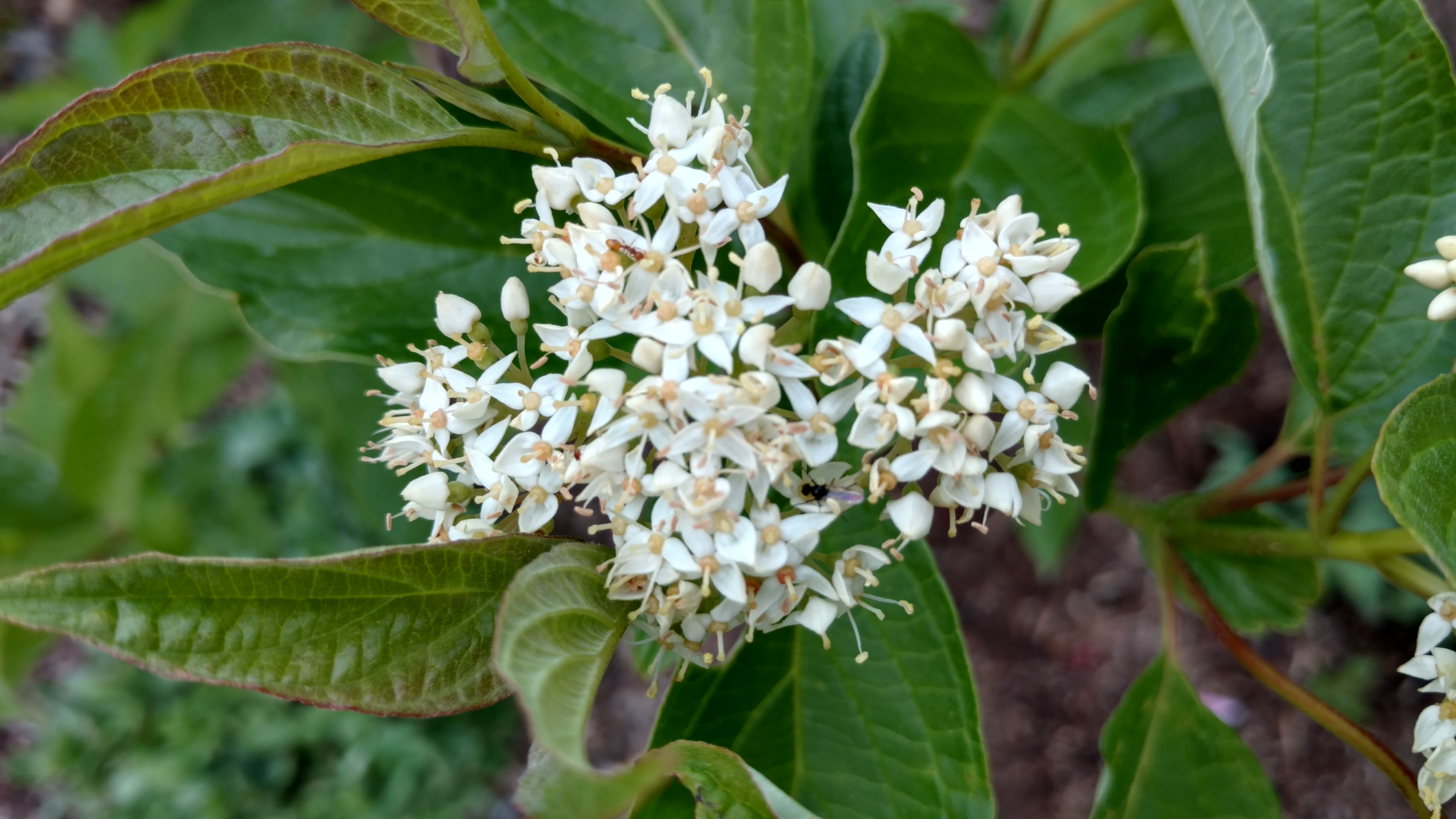 Cornus sericea plantplacesimage20170427_181347.jpg