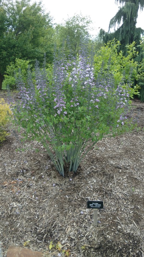 Baptisia  plantplacesimage20170427_181449.jpg