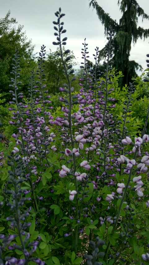 Baptisia  plantplacesimage20170427_181500.jpg