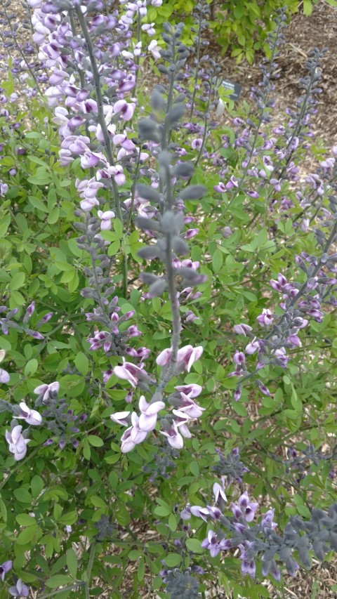 Baptisia  plantplacesimage20170427_181514.jpg