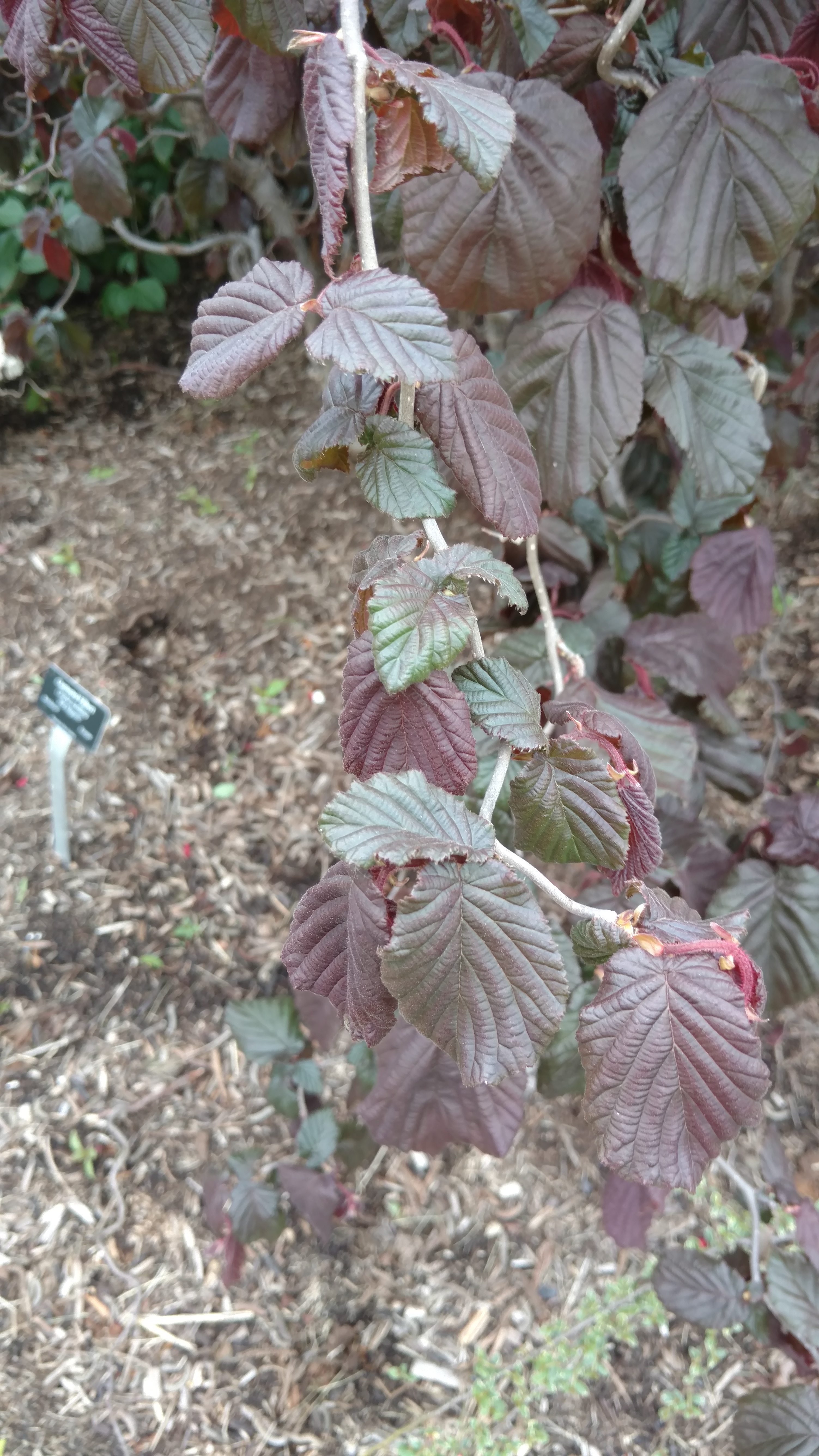 Corylus avellana plantplacesimage20170427_181851.jpg