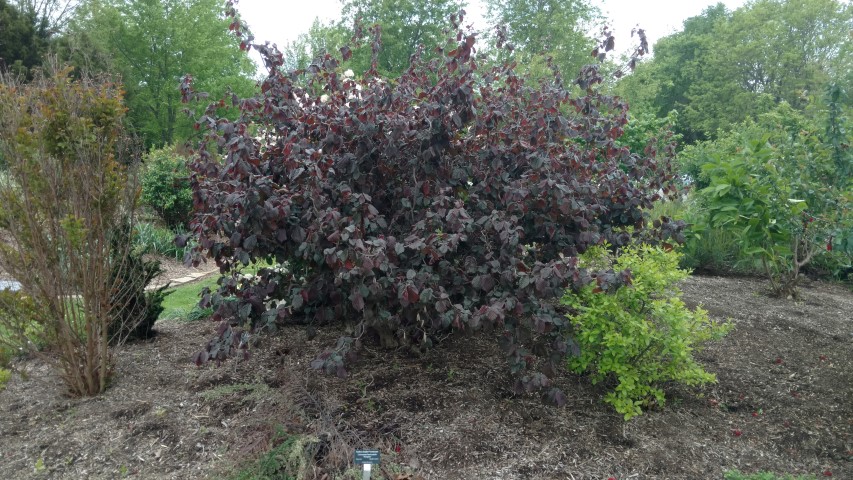 Corylus avellana plantplacesimage20170427_181901.jpg