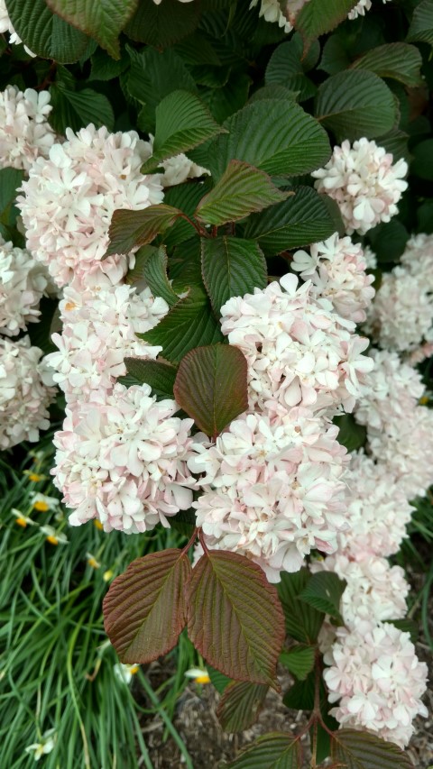 Viburnum plicatum plantplacesimage20170427_182047.jpg