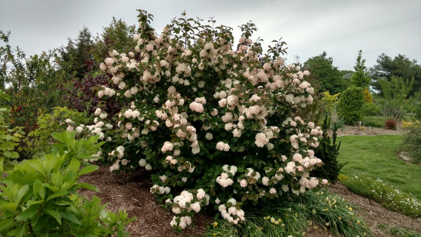 Viburnum plicatum plantplacesimage20170427_182104.jpg