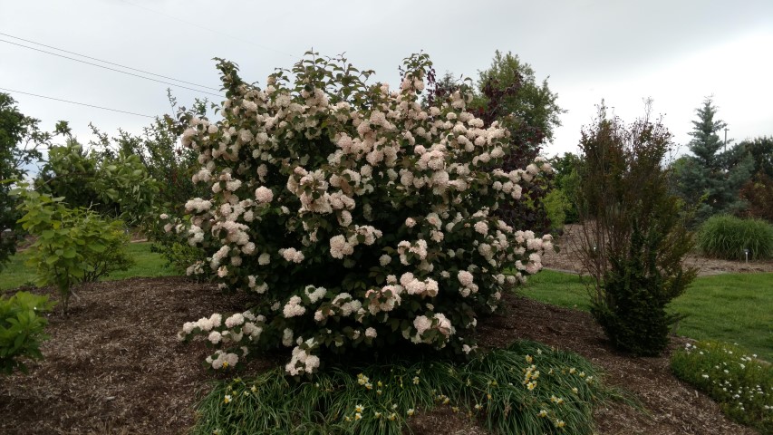 Viburnum plicatum plantplacesimage20170427_182123.jpg