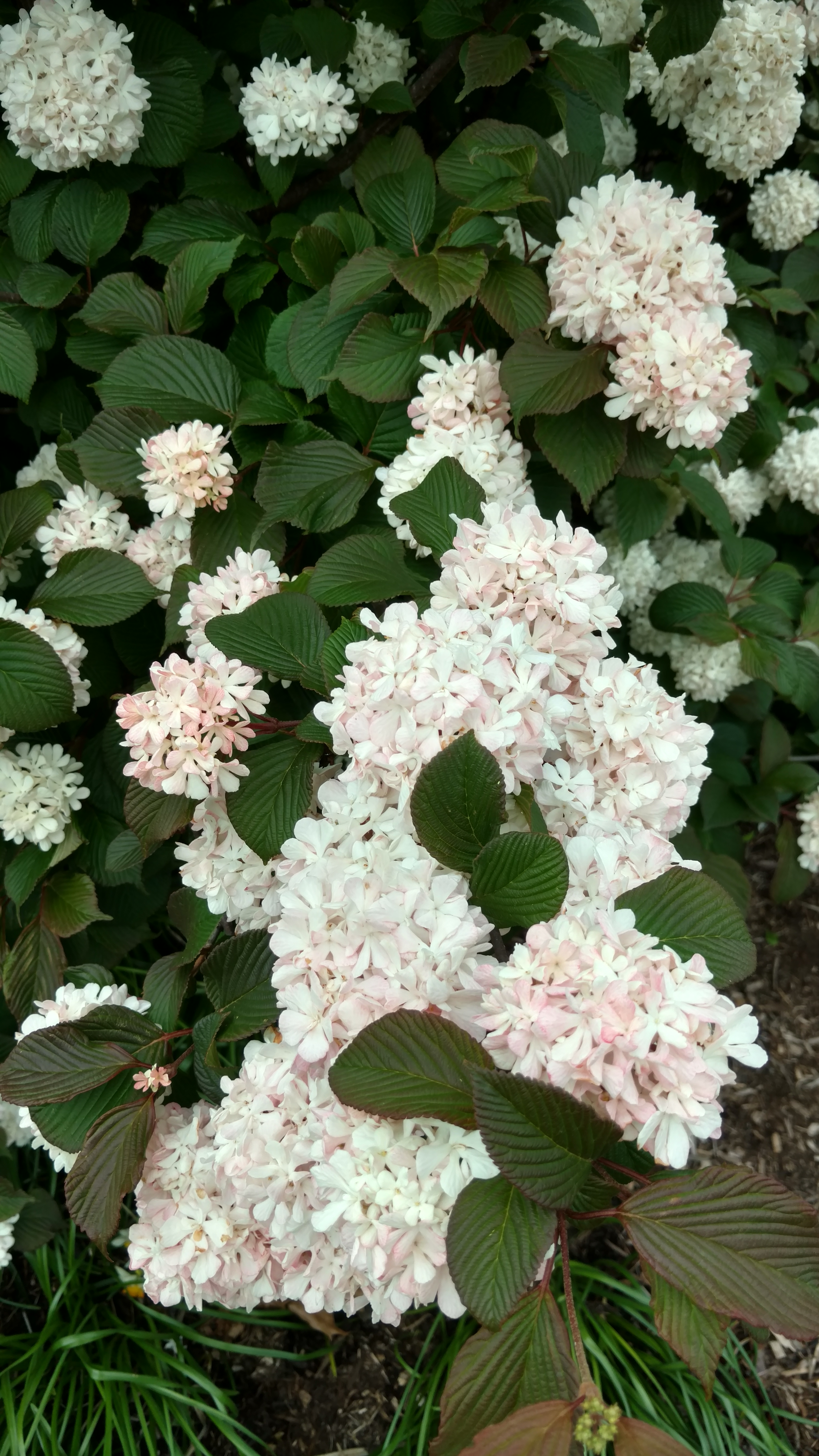 Viburnum plicatum plantplacesimage20170427_182142.jpg