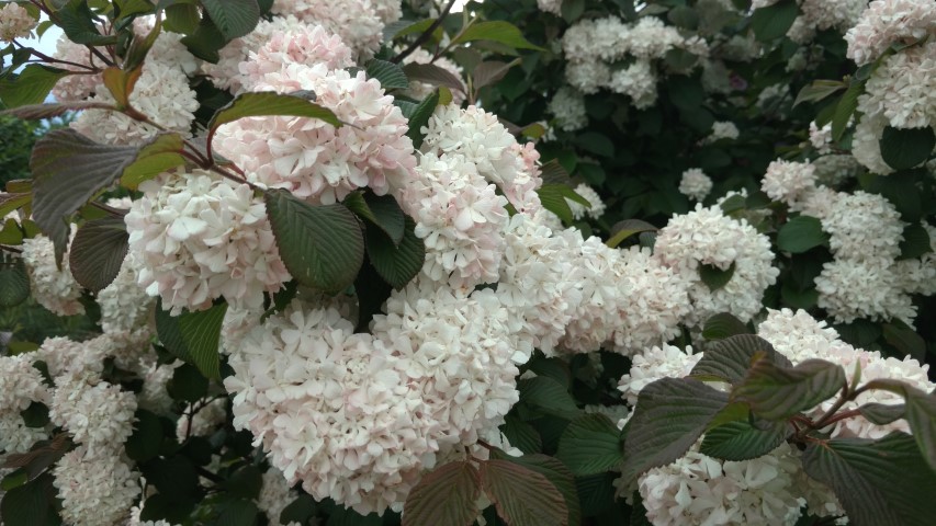 Viburnum plicatum plantplacesimage20170427_182154.jpg