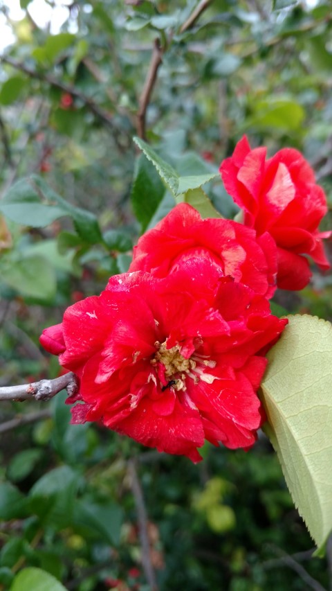 Chaenomeles speciosa plantplacesimage20170427_182326.jpg