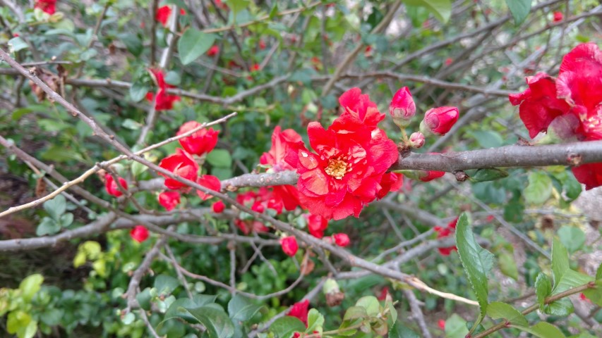 Chaenomeles speciosa plantplacesimage20170427_182337.jpg