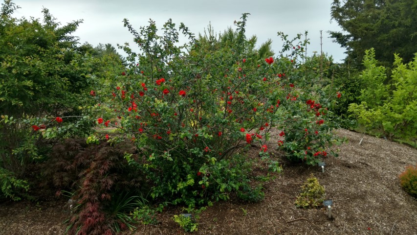 Chaenomeles speciosa plantplacesimage20170427_182347.jpg