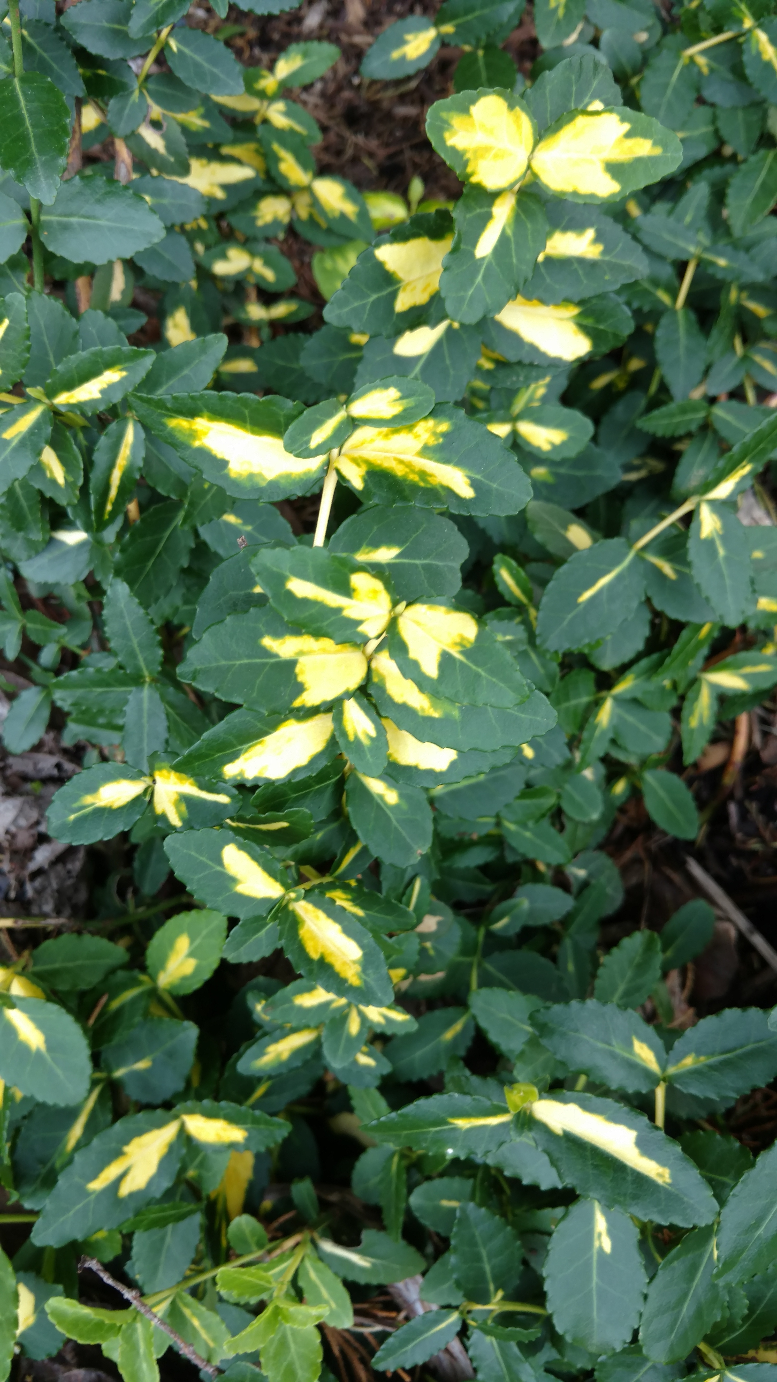 Euonymus fortunei plantplacesimage20170427_182708.jpg