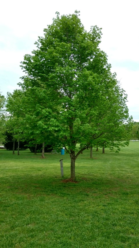 Acer saccharum plantplacesimage20170427_183624.jpg