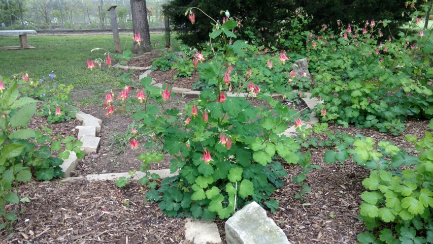 Aquilegia canadensis plantplacesimage20170427_183916.jpg