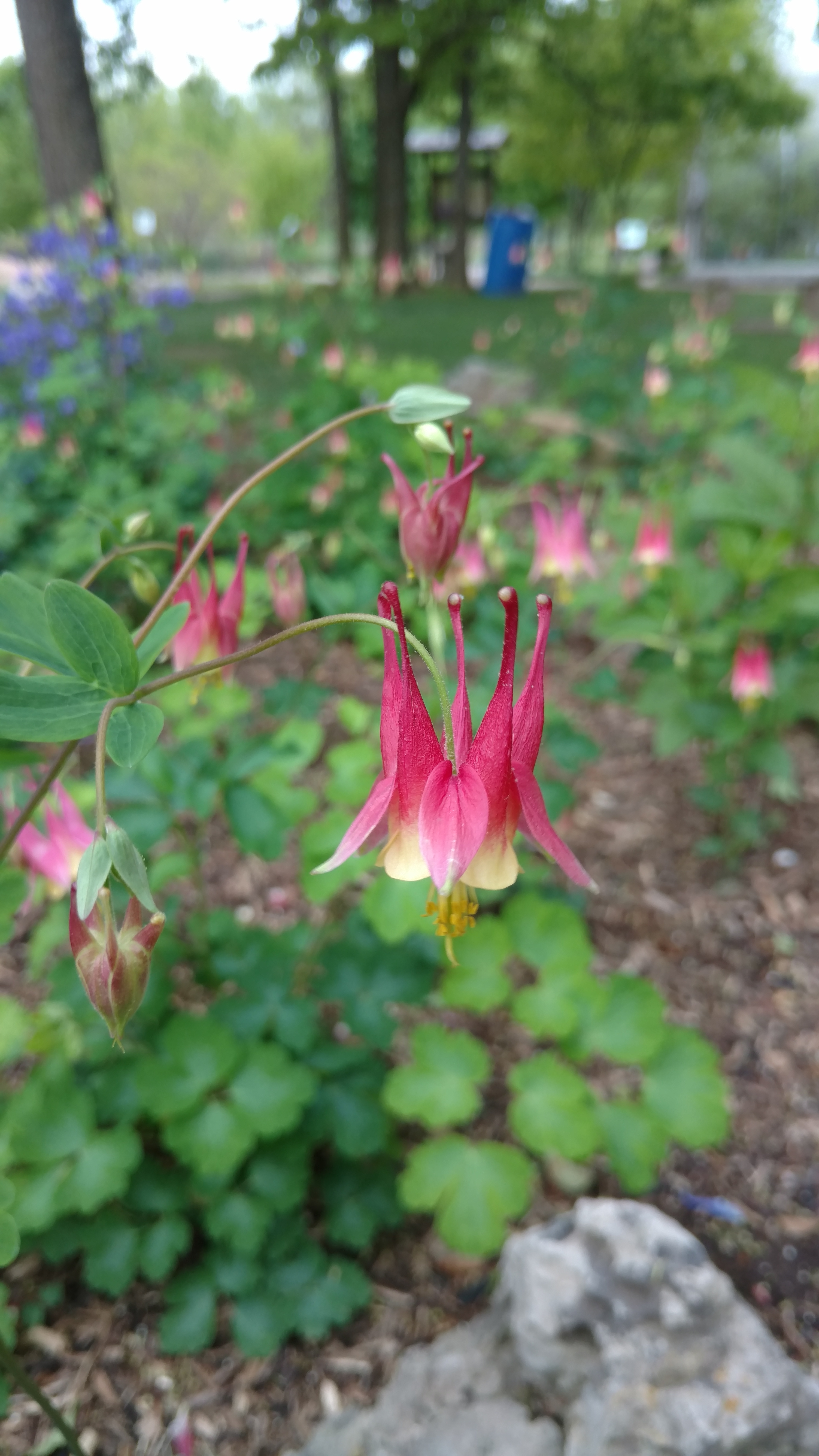 Aquilegia canadensis plantplacesimage20170427_183935.jpg