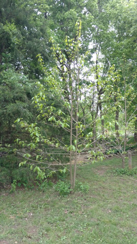 Asimina triloba plantplacesimage20170427_184109.jpg