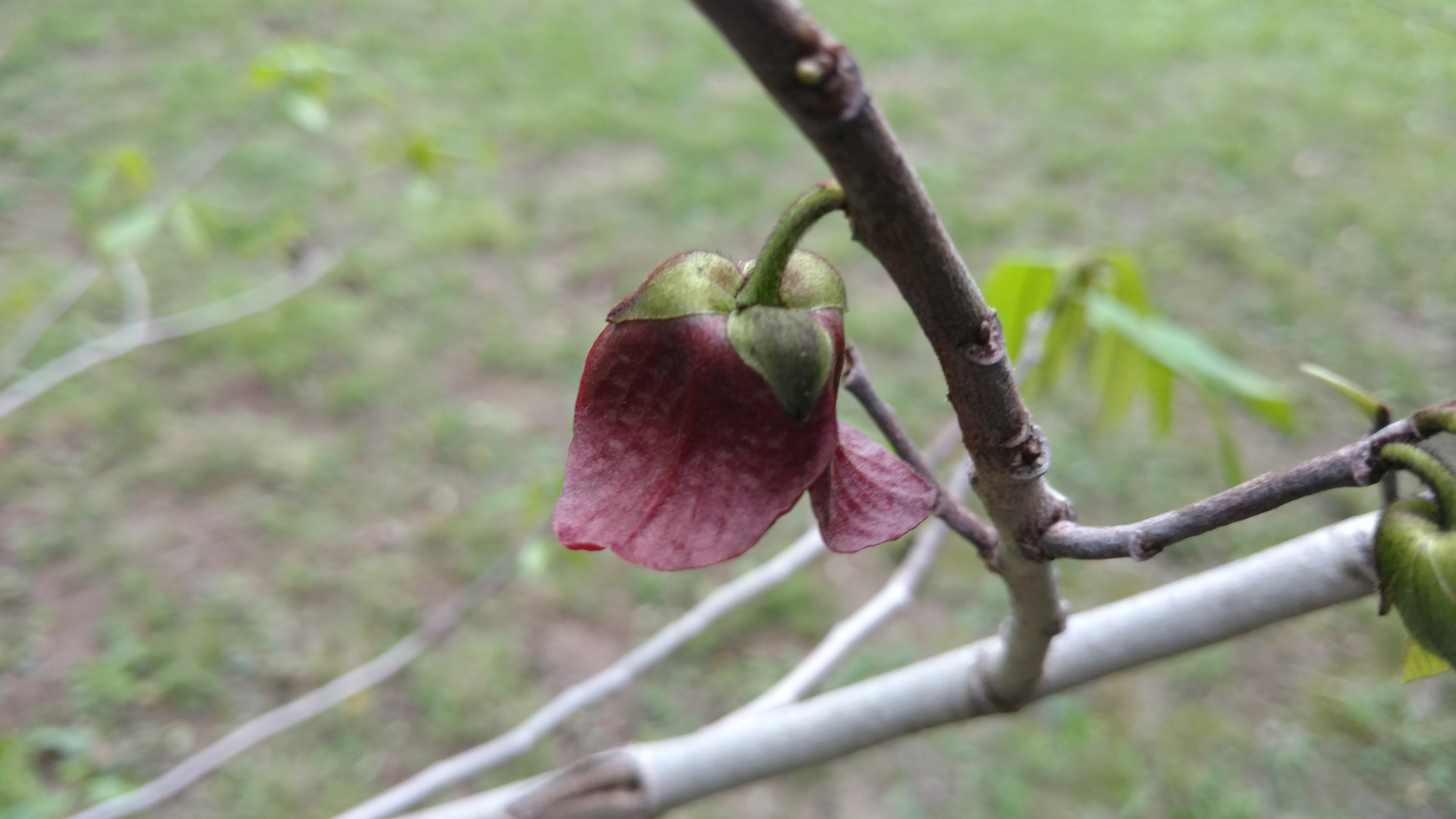 Asimina triloba plantplacesimage20170427_184253.jpg