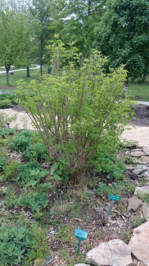 Vitex negundo plantplacesimage20170427_184511.jpg