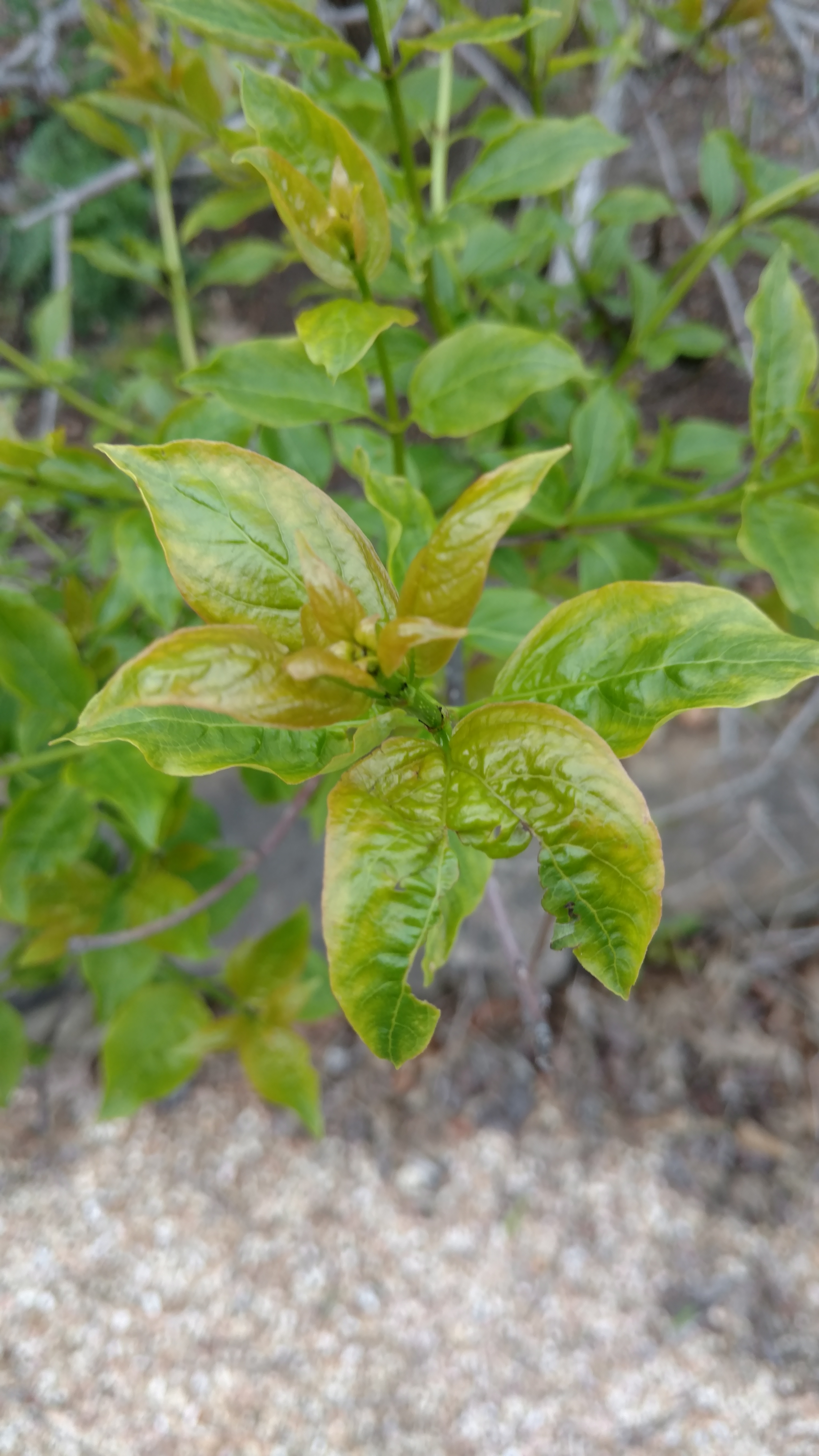 Cephalanthus occidentalis plantplacesimage20170427_184554.jpg