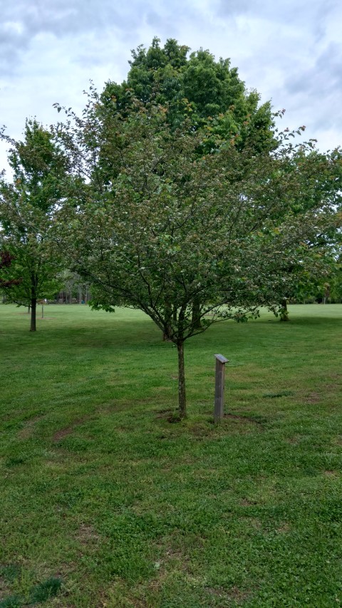 Crataegus viridis plantplacesimage20170427_184914.jpg