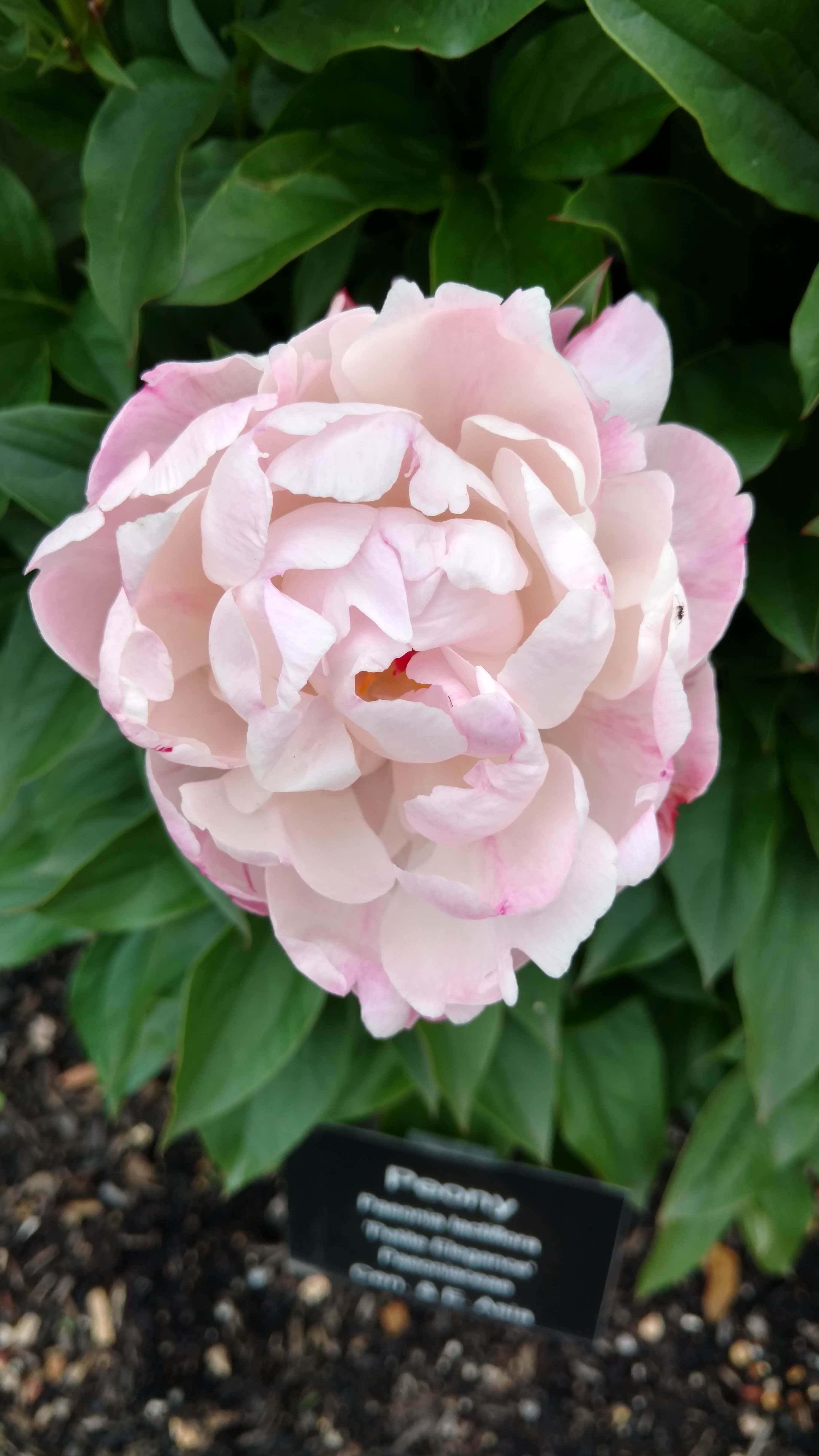 Paeonia laticiflora plantplacesimage20170427_185201.jpg