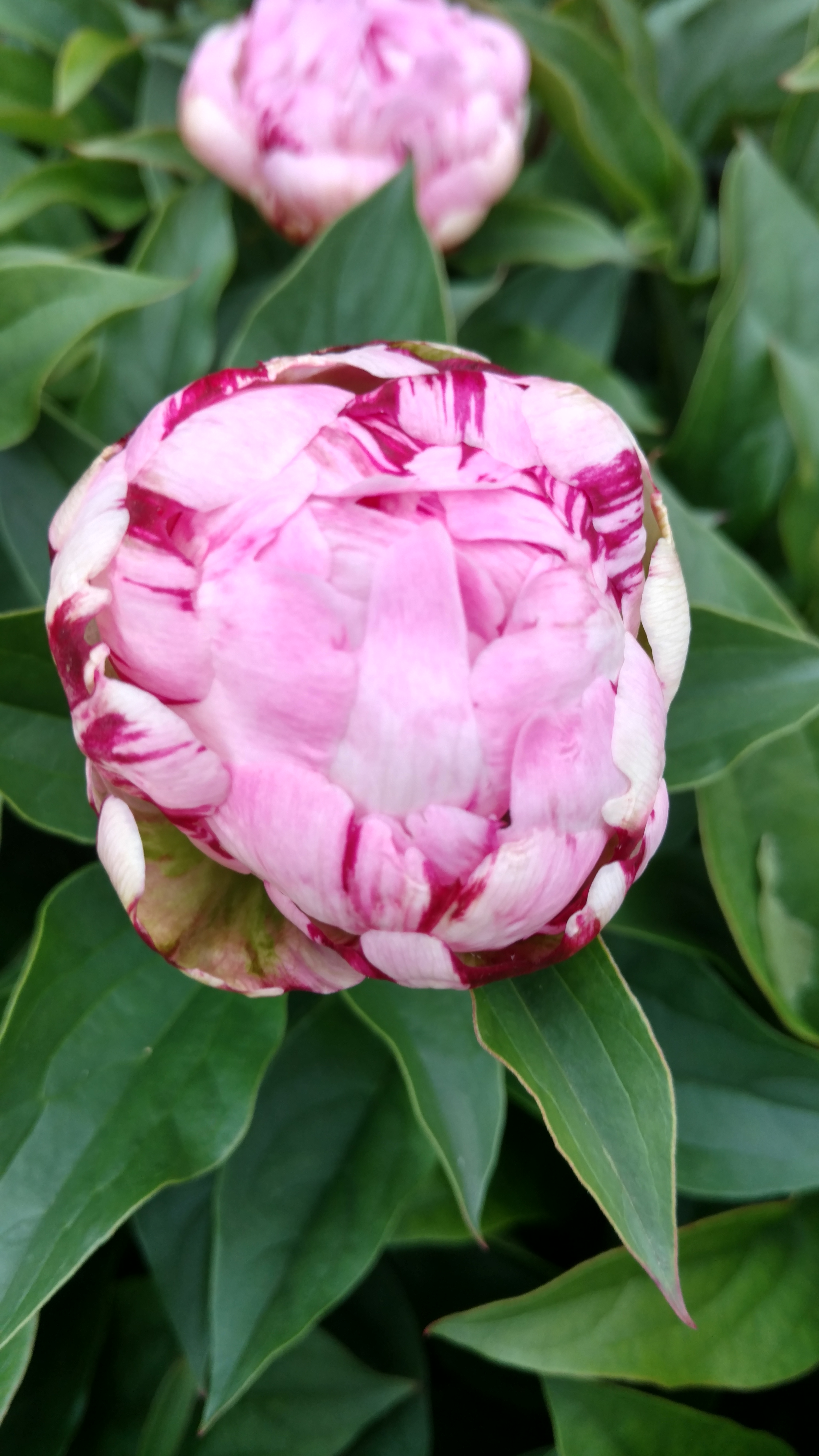 Paeonia laticiflora plantplacesimage20170427_185210.jpg