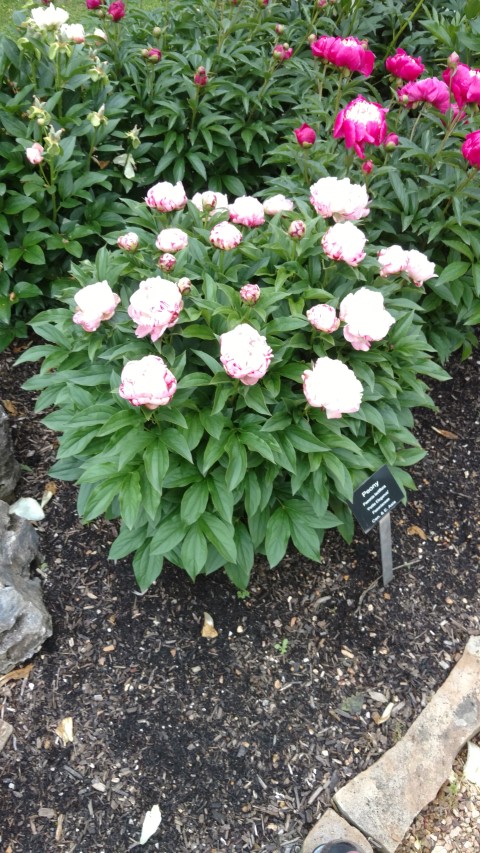 Paeonia laticiflora plantplacesimage20170427_185221.jpg