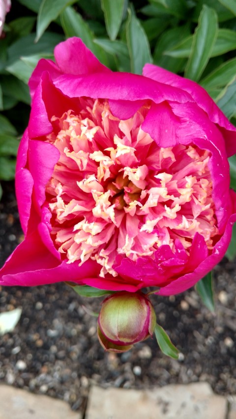 Paeonia laticiflora plantplacesimage20170427_185330.jpg