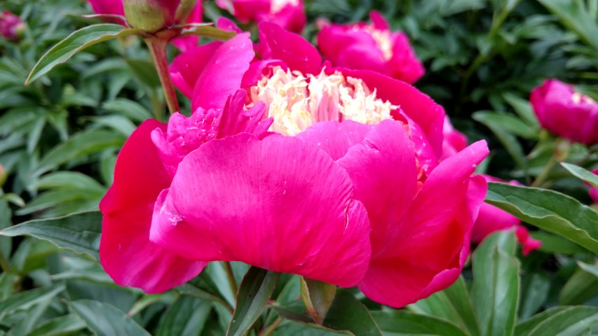 Paeonia laticiflora plantplacesimage20170427_185340.jpg