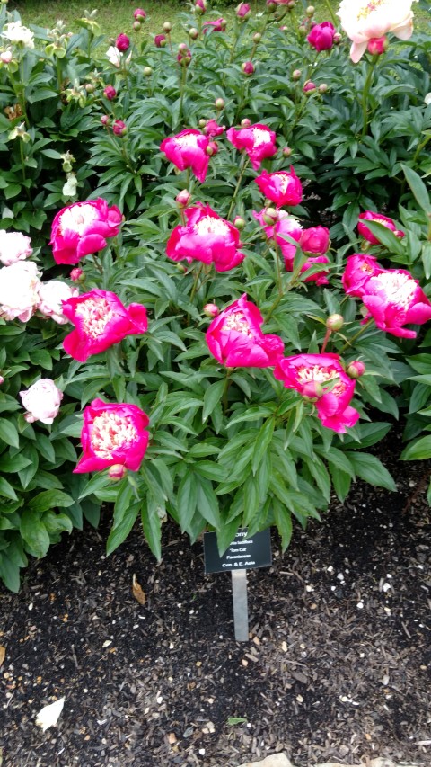 Paeonia laticiflora plantplacesimage20170427_185351.jpg