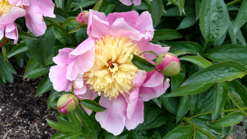 Paeonia lactiflora plantplacesimage20170427_185808.jpg