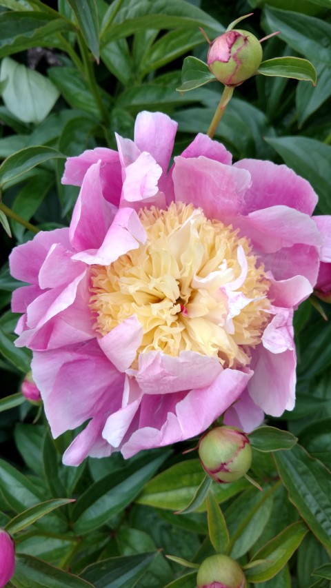 Paeonia lactiflora plantplacesimage20170427_185820.jpg