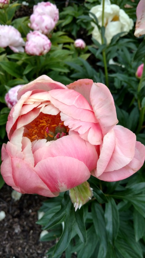 Paeonia lactiflora plantplacesimage20170427_190137.jpg