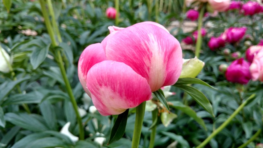 Paeonia lactiflora plantplacesimage20170427_190155.jpg