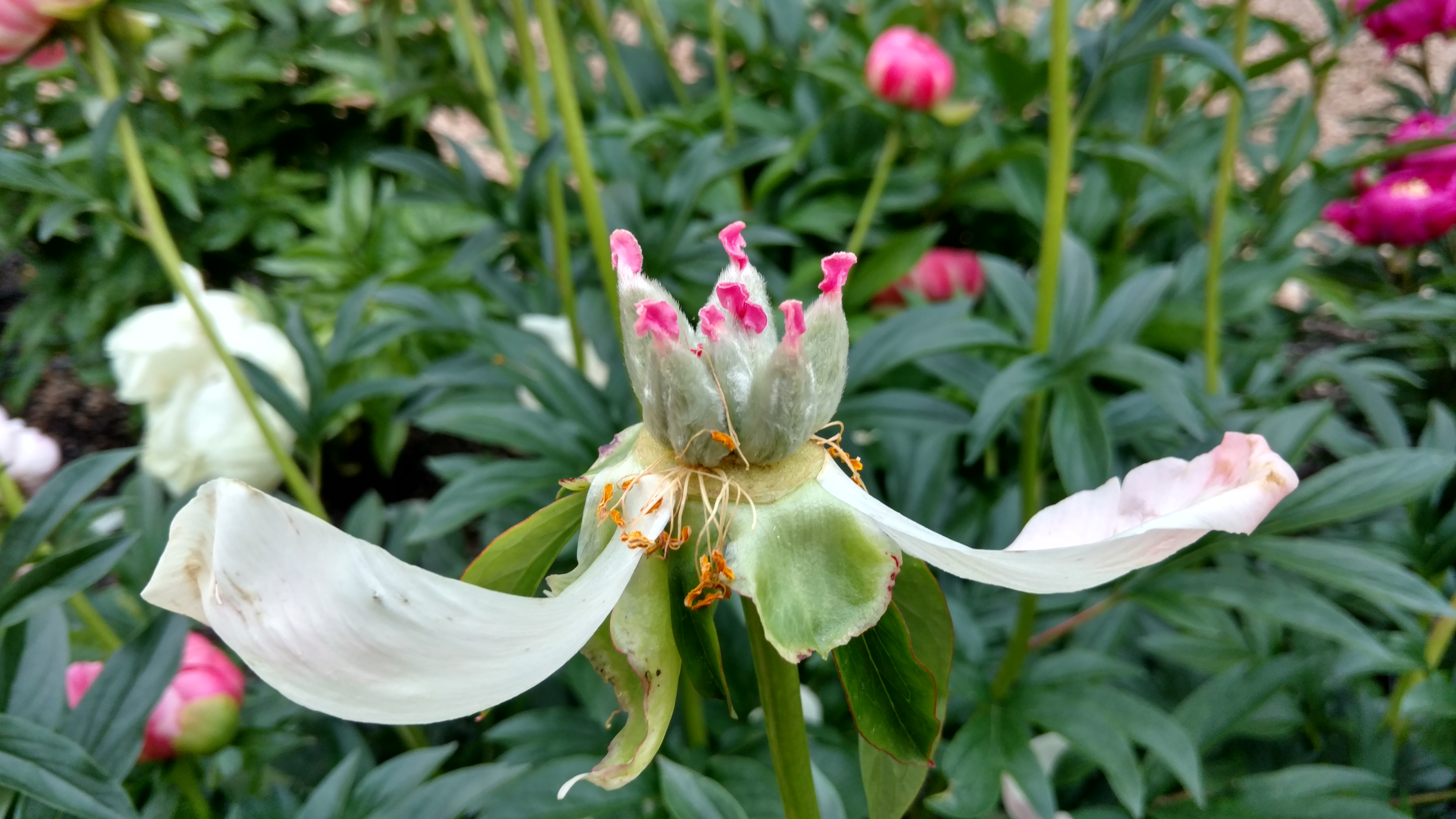 Paeonia lactiflora plantplacesimage20170427_190210.jpg