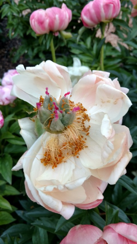 Paeonia lactiflora plantplacesimage20170427_190220.jpg