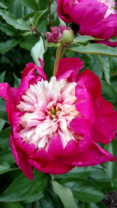 Paeonia lactiflora plantplacesimage20170427_190546.jpg