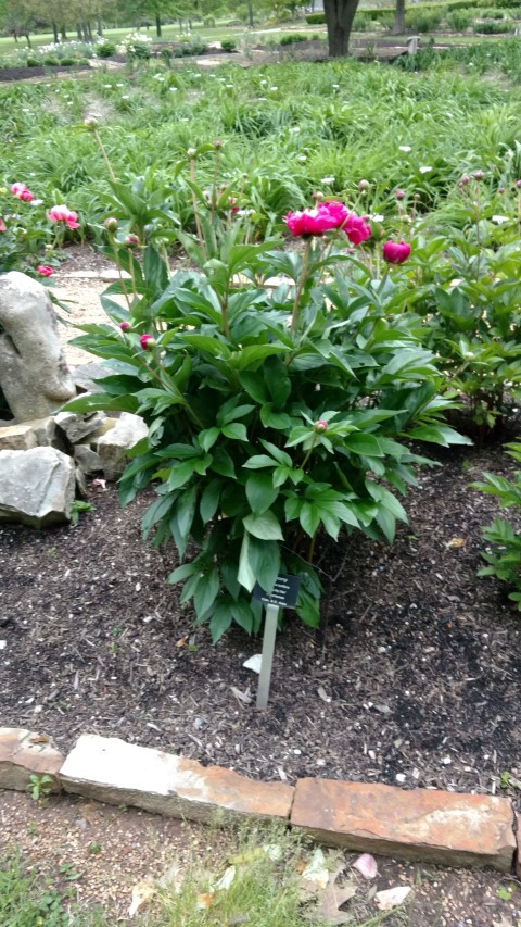 Paeonia lactiflora plantplacesimage20170427_190556.jpg