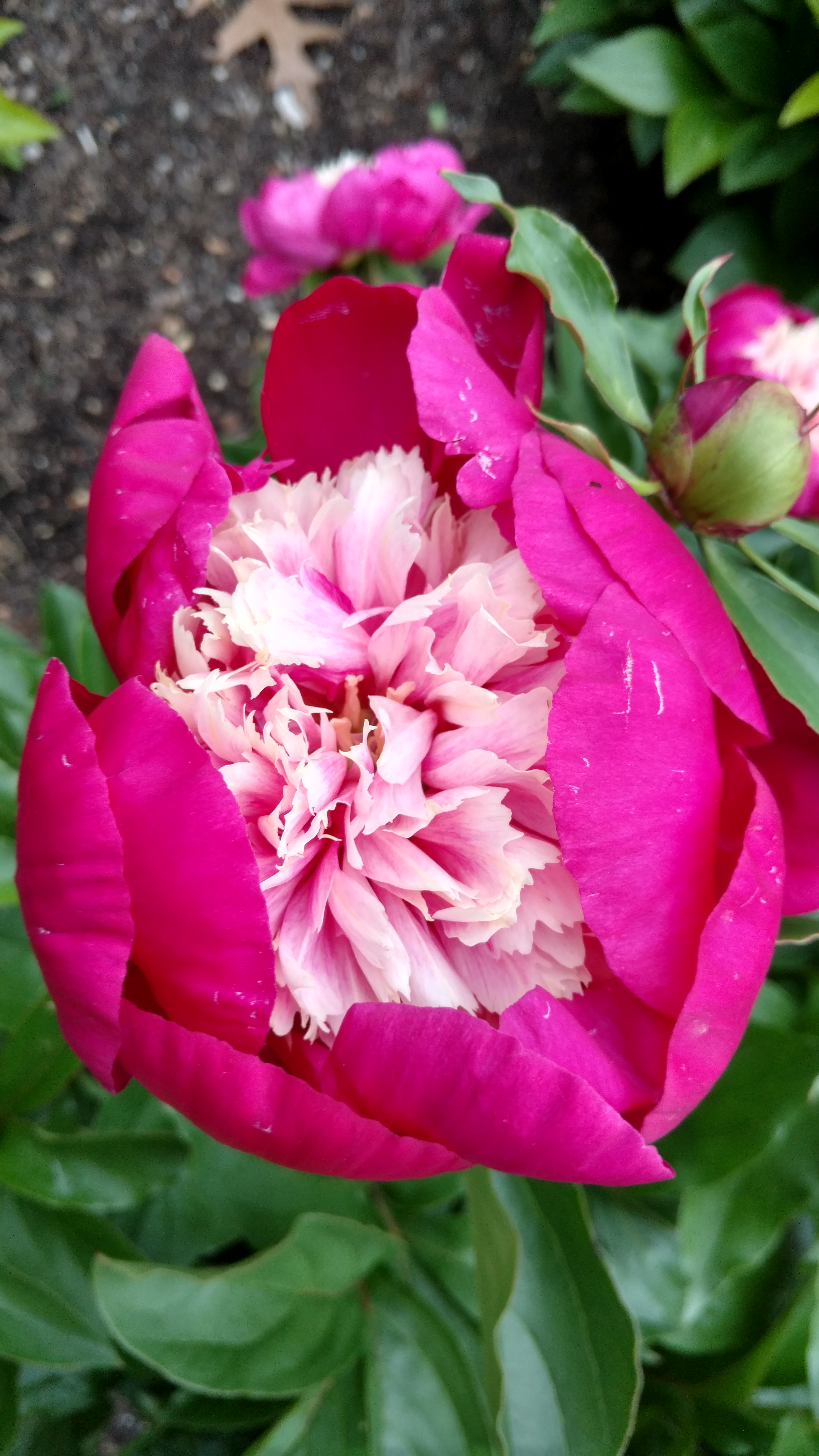 Paeonia lactiflora plantplacesimage20170427_190650.jpg